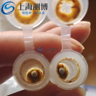 測博冷凍研磨儀對(duì)植物果實(shí)黑殼楠研磨實(shí)驗(yàn)案例