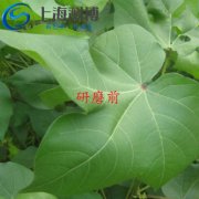 關于全自動樣品研磨儀研磨棉花葉片實驗了解一下